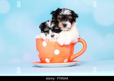 Biewer Terrier. Deux chiots (8 semaines) dans une grande tasse de café. Studio photo sur un fond bleu. Allemagne Banque D'Images