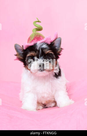 Biewer Terrier. Puppy (7 semaines) assis tout en portant un chapeau en forme de fleur. Studio photo sur un fond rose. Allemagne Banque D'Images
