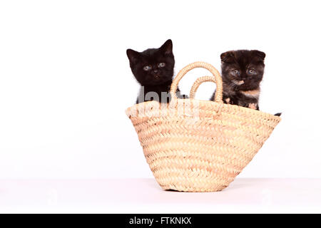 Scottish Fold et British Shorthair. Deux chatons (6 semaines) dans un panier. Studio photo sur un fond blanc. Allemagne Banque D'Images