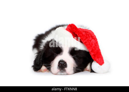 Border Collie. Puppy (7 semaines), couchage wearing Santa Claus hat. Studio photo sur un fond blanc. Allemagne Banque D'Images