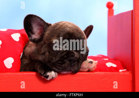 Bouledogue français. Puppy (6 semaines) de dormir dans un lit de poupées rouge. Studio photo sur un fond blanc. Allemagne Banque D'Images