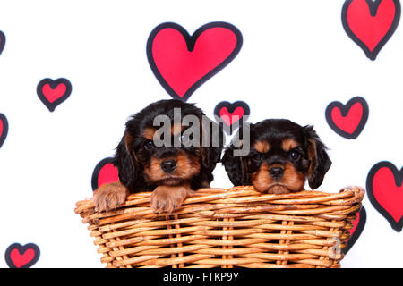 Cavalier King Charles Spaniel. Paire de chiots (6 semaines) dans un panier en osier. Studio photo sur un fond blanc avec des cœurs rouges. Allemagne Banque D'Images