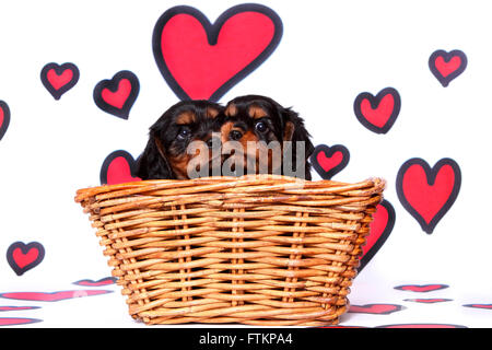 Cavalier King Charles Spaniel. Paire de chiots (6 semaines) dans un panier en osier. Studio photo sur un fond blanc avec des cœurs rouges. Allemagne Banque D'Images