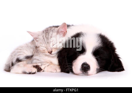 Border Collie. Puppy (7 semaines) et chaton blotti à dormir ensemble. Studio photo sur un fond blanc. Allemagne Banque D'Images