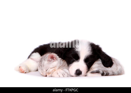 Border Collie. Puppy (7 semaines) et chaton blotti à dormir ensemble. Studio photo sur un fond blanc. Allemagne Banque D'Images