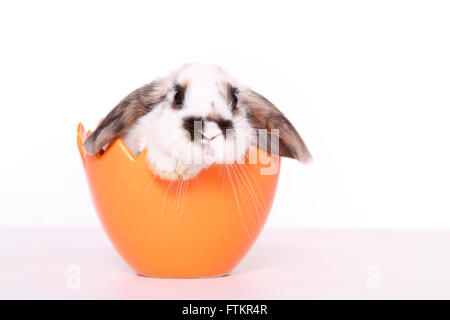 Lop-eared lapin nain à la recherche d'un pot décoratif, ressemblant à une coquille. Studio photo sur un fond blanc. Banque D'Images