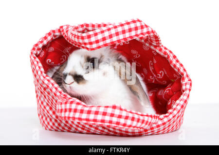 Lop-eared lapin nain dans un sac en toile. Studio photo sur un fond blanc. Banque D'Images