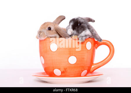 Lapin nain. Deux lapins dans big Coffee cup. Studio photo sur un fond blanc. Banque D'Images