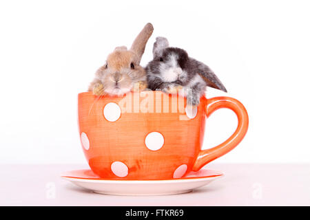 Lapin nain. Deux lapins dans big Coffee cup. Studio photo sur un fond blanc. Banque D'Images