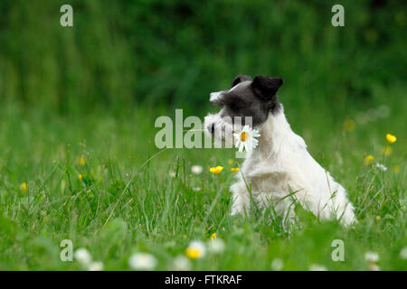 Schnauzer nain. Puppy (6 semaines) assis sur un pré, avec une fleur dans sa bouche. Allemagne Banque D'Images