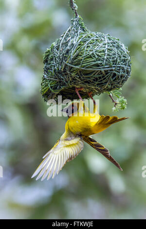 Le sud de masked weaver dans Kruger National Park, Afrique du Sud ; espèce de la famille des Ploceidae Ploceus velatus de Banque D'Images