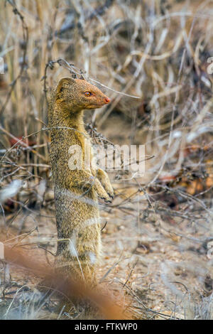 Slende mongoose en Kruger National Park, Afrique du Sud ; espèce de la famille des Ploceidae Ploceus velatus de Banque D'Images