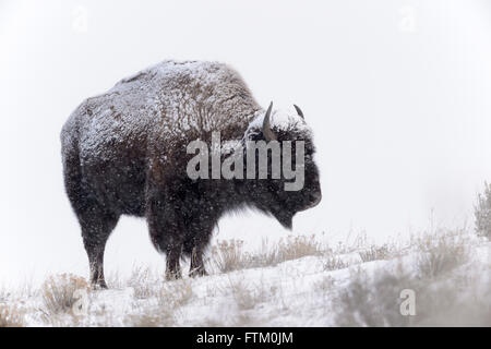 Le bison d'Amérique (Bison bison), debout dans la neige pendant un blizzard, Lamar Valley, le Parc National de Yellowstone, Wyoming, Montana, USA Banque D'Images