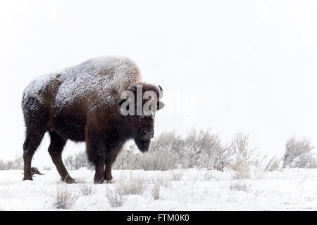 Le bison d'Amérique (Bison bison), debout dans la neige, Lamar Valley, le Parc National de Yellowstone, Wyoming, Montana, USA Banque D'Images