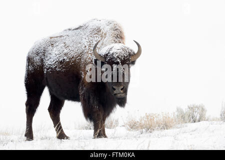 Le bison d'Amérique (Bison bison), debout dans la neige, Lamar Valley, le Parc National de Yellowstone, Wyoming, Montana, USA Banque D'Images