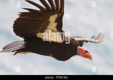 Condor de Californie volant à Big Sur, Californie, USA Banque D'Images