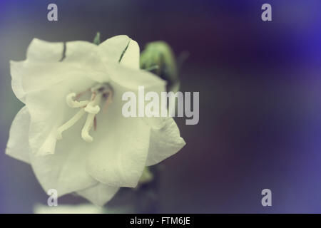 Photo de fleurs blanches cloches closeup Banque D'Images
