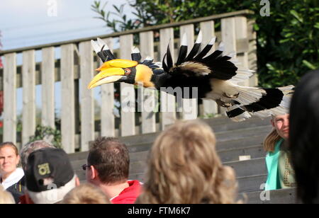 Indien grand calao (Buceros bicornis) alias Asian grand pied Hornbill en vol pendant un spectacle d'oiseaux avec foule à Rotterdam Blijdorp Banque D'Images