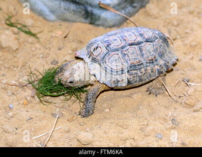 Tortue mouchetée d'Afrique du Sud Le Cap ou tachetés Padloper (Homopus signatus) mange de l'herbe. Plus petite tortue dans le monde Banque D'Images