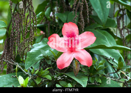 Azalea fleurs ou azaleia Banque D'Images