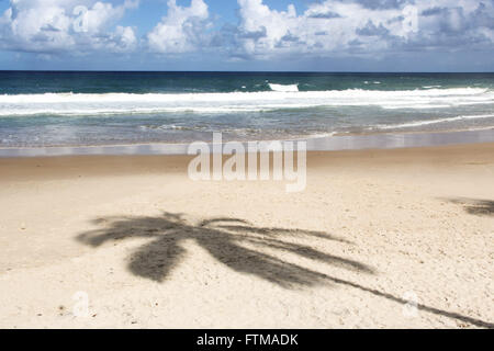 Ombre de cocotier sur Prainha mer Banque D'Images