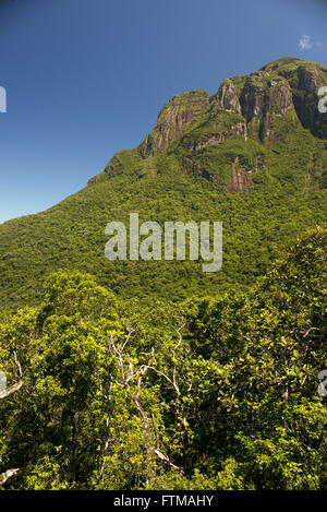 La végétation de la forêt atlantique dans le parc d'état de pic Palumbo Serra do Mar Banque D'Images