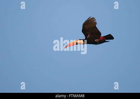 Toco Toucan dans le Pantanal Banque D'Images