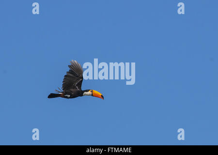 Toco Toucan dans le Pantanal Banque D'Images