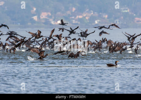 Troupeau de cormorans dans la baie de Babitonga Banque D'Images