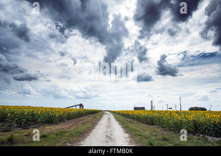 Chemin de terre à travers la plantation de tournesol dans la campagne Banque D'Images