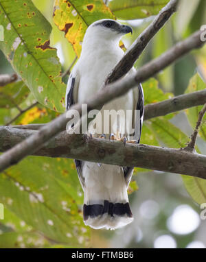 Un faucon blanc (Pseudastur albicollis) de Panama perché sur une branche Banque D'Images