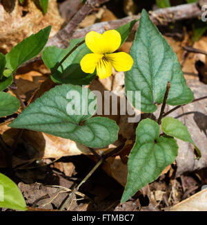 Halberdleaf Violet jaune (Viola hastata) fleurit au début du printemps Banque D'Images