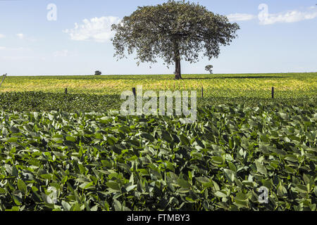 Par la plantation de soja dans la campagne Banque D'Images