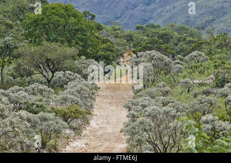 Route de montagne noire au milieu de Croton complexe - Serra da Canastra Banque D'Images