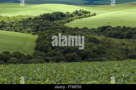 Plantation de soja dans une zone rurale de la Sierra de Maua dans Parana forest réserver avec l'arrière-plan Banque D'Images