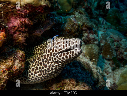 Cleaner wrasse avec moray. Banque D'Images