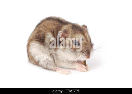 Souris hamster nain Banque D'Images