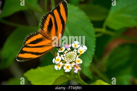 Dryadula phaetusa Butterfly Orange bagués sur nectar de fleurs en tenant avec proboscis dans habitat naturel luxuriant Banque D'Images