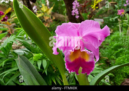 Seul parfait 'rose' type Cattleya orchid tête dans l'environnement tropical luxuriant Banque D'Images