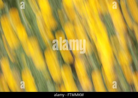 Les marguerites déplacé par le vent avec des formes abstraites Banque D'Images