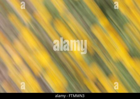 Les marguerites déplacé par le vent avec des formes abstraites Banque D'Images