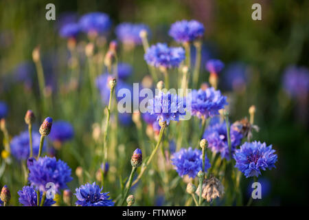 Belles fleurs des barbeaux Banque D'Images