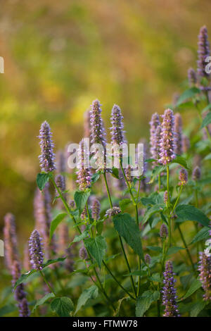 Mage d'anis hysope géante (Agastache foeniculum) dans un jardin d'été. Banque D'Images