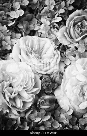 Image de vintage noir - roses blanches. Banque D'Images