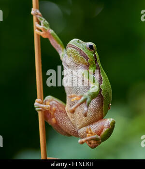 Close up d'Hyla arborea) suspendu à une paille Banque D'Images