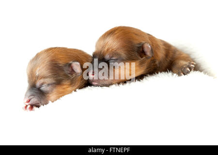 Zverg chiots Pomeranian, Spitz, couple de jours Banque D'Images