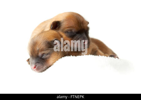 Zverg chiots Pomeranian, Spitz, couple de jours Banque D'Images