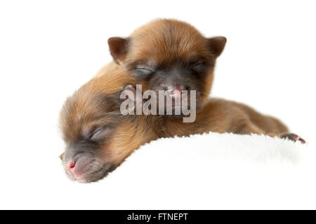 Zverg chiots Pomeranian, Spitz, couple de jours Banque D'Images