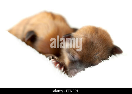 Zverg chiots Pomeranian, Spitz, couple de jours Banque D'Images