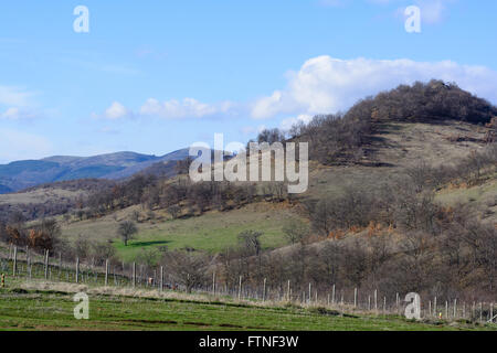 Belle forêt, prairie et arbres au printemps, Bulgarie Banque D'Images